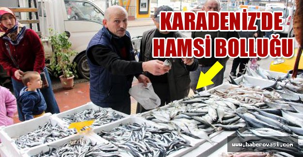 Karadeniz'de hamsi bolluğu