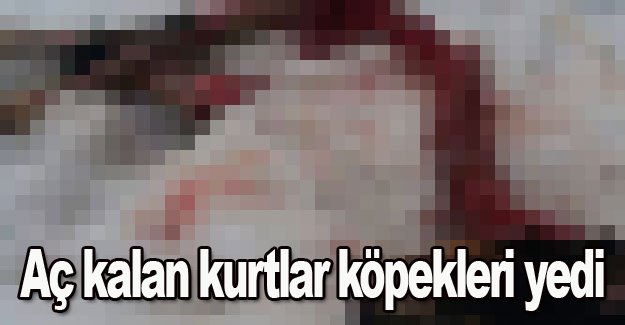 Aç kalan kurtlar köpekleri yedi