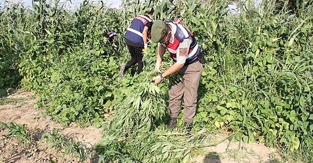 Bafra'da 2 firari yakalandı