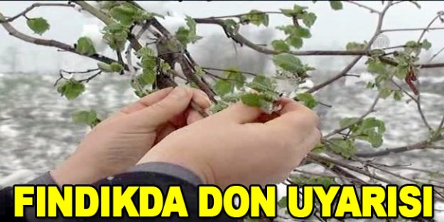 Fındıkta don uyarısı