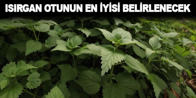 Isırgan otunun en iyisi belirlenecek