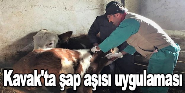 Kavak'ta şap aşısı uygulaması