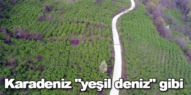 Karadeniz "yeşil deniz" gibi