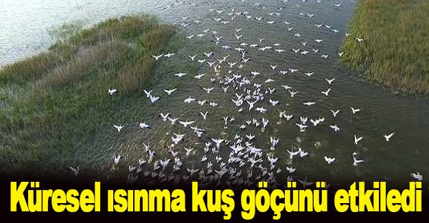 Küresel ısınma kuş göçünü etkiledi