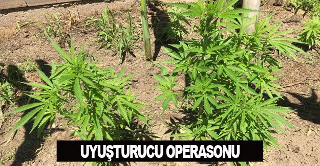 Uyuşturucu operasyonu