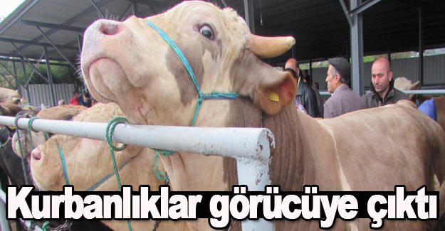 Kurbanlıklar görücüye çıktı