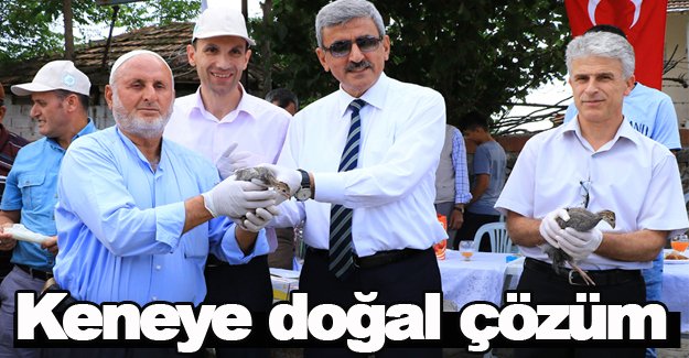 Samsun'da Keneye karşı beç tavuğu