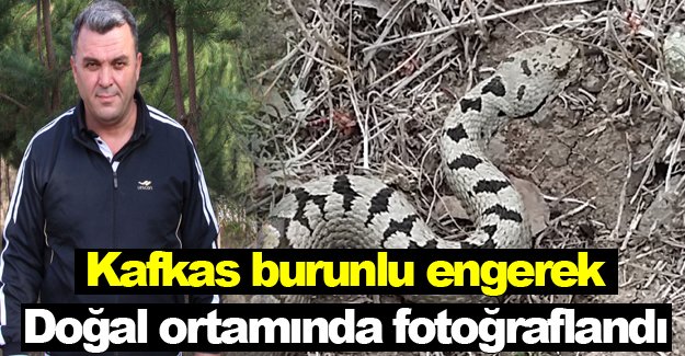 Kafkas burunlu engerek fotoğraflandı