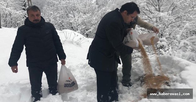 Doğaya buğday bıraktılar