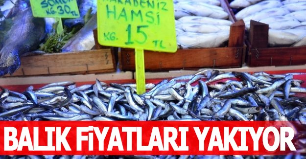 Samsun ve İlçelerinde Balık Fiyatları