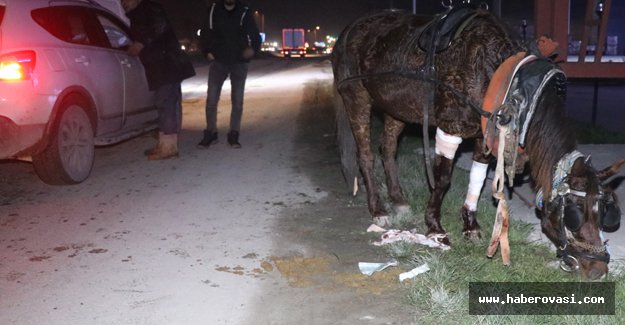 Trafik Kazasında yaralanan atını bırakmadı