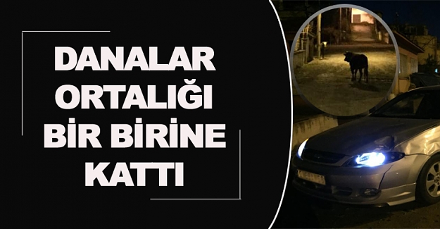 Danalar ortalığı bir birine kattı