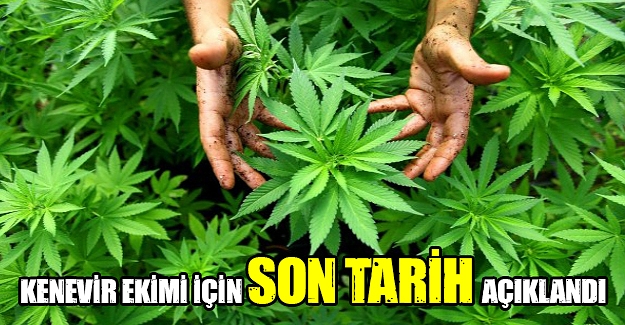 Kenevir Ekimi için son tarih açıklandı