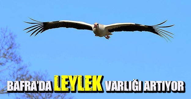 Bafra'da leylek varlığı artıyor