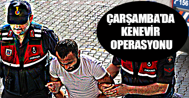 Çarşamba'da kenevir operasyonu