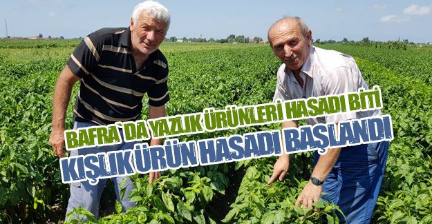 Bafra`da Kışlık hasat Zamanı Başladı