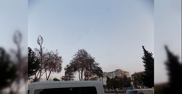 Bafra'da kuşların müthiş uçuş gösterisi