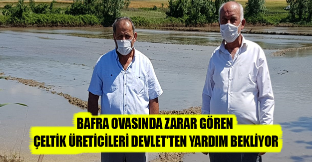 Bafra Ovasında Çeltik Üreticileri Devlet’ten Yardım Bekliyor