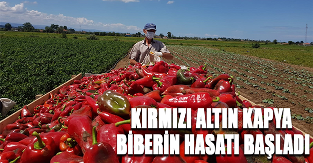 Kırmızı Altın Kapya Biberin Hasatı Başladı