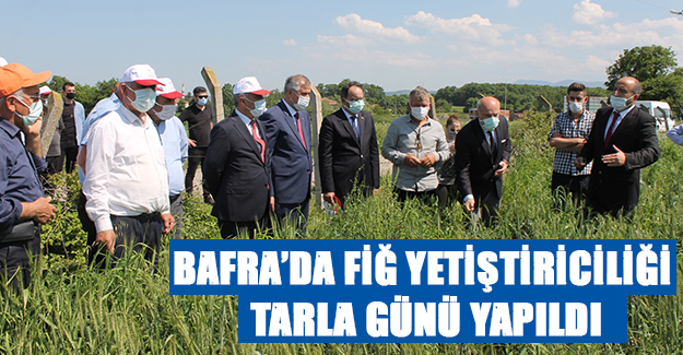 Bafra’da Fiğ Yetiştiriciliği Tarla Günü Yapıldı