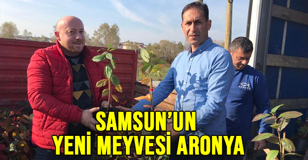 Samsun’un Yeni Meyvesi: Aronya