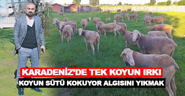 Karadeniz’de Tek Koyun Irkı Samsun’da