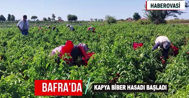 Bafra Ovasında kapya biber hasadı başladı