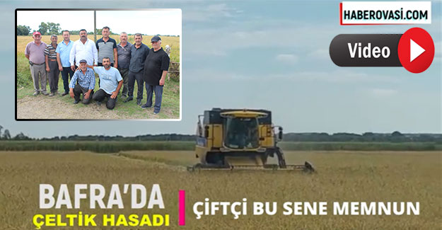 Bafra Ovası'nda çeltik hasadı başladı