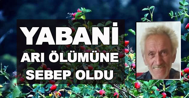 Yabani arı sokması sonucu bir kişi öldü