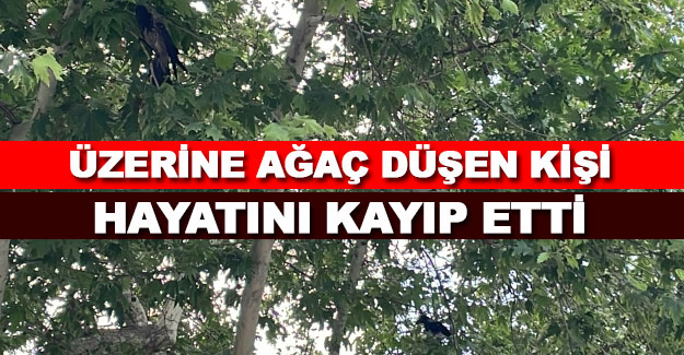 Bafra’da üzerine ağaç düşen kişi öldü