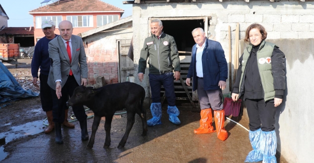 Samsun İlinde Manda Türünde Suni Tohumlama Projesi