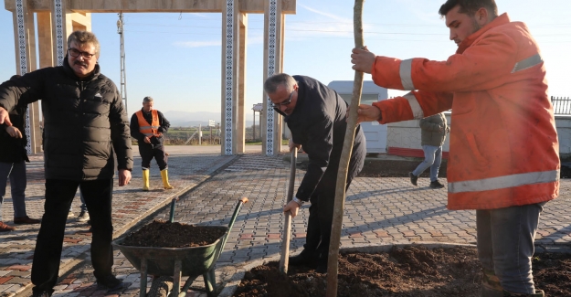 Bafra'da Kökler Toprakla Buluşuyor