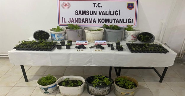 Bafra'da Jandarmanın Kenevir mesaisi başladı 