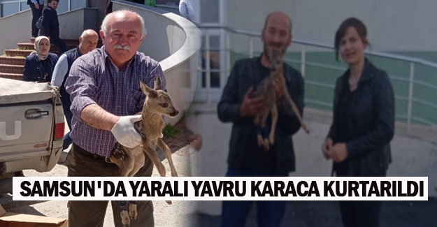 Samsun'da yaralı yavru karaca kurtarıldı