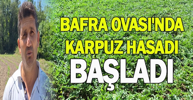 Bafra Ovası'nda karpuz hasadı başladı