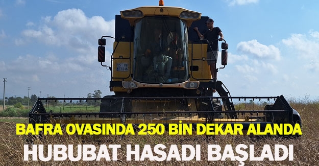 Bafra ovasında 250 bin dekar alanda hububat hasadı başladı