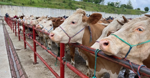 Samsun'da hayvan pazarları kapatıldı