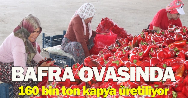 Bafra ovasında 160 bin ton kapya rekoltesi bekleniyor