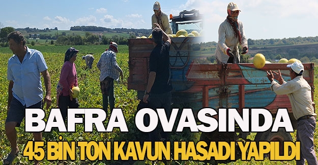 Bafra Ovasında 45 bin ton kavun hasadı yapıldı