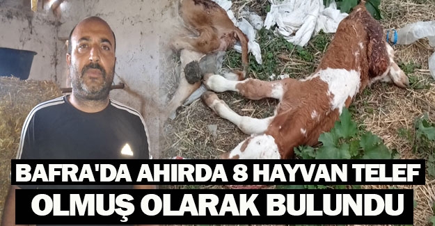 Bafra'da ahırda 8 hayvan telef olmuş olarak bulundu