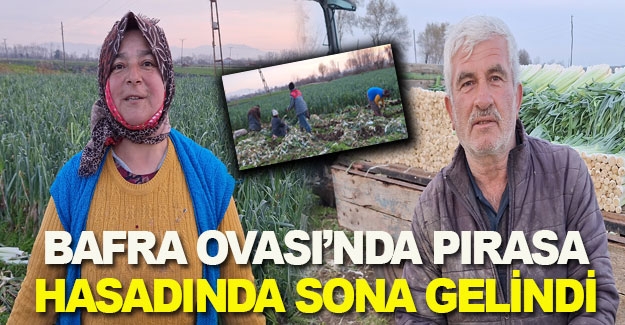 Bafra Ovası'nda pırasa hasadı devam ediyor