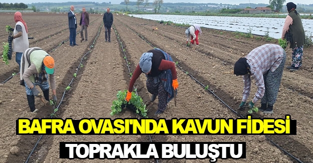 Bafra Ovası'nda kavun fidesi toprakla buluştu