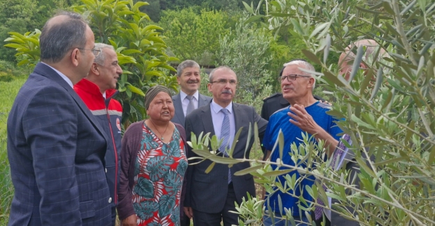 Bafra Ovası'nda zeytin yetiştiriciliği ziyaret edildi