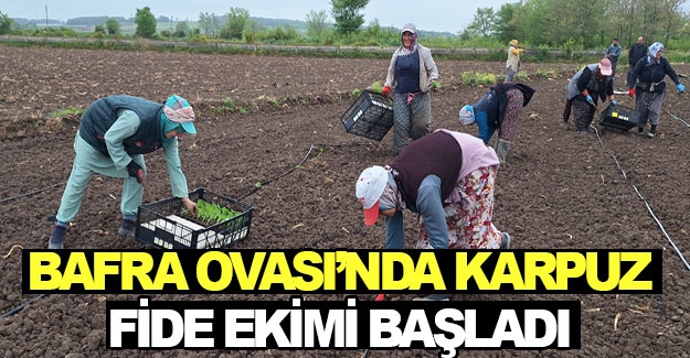 Bafra Ovası’nda karpuz fidelerinin ilk ekimi mayıs itibariyle başladı