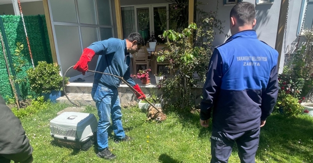 Yakakent'te yaralı çakal koruma altına alındı