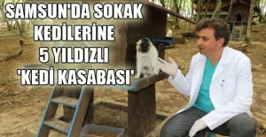 Samsun'da sokak kedilerine Kasaba Kuruldu..