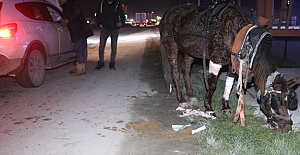 Trafik Kazasında yaralanan atını bırakmadı
