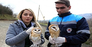 Samsun'da Yavru baykuşlar doğaya bırakıldı