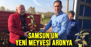 Samsun’un Yeni Meyvesi: Aronya