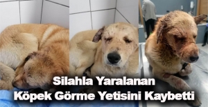 Silahla Yaralanan Köpek Görme Yetisini Kaybetti